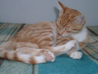 thumbs/08300012.png