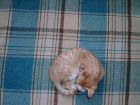 thumbs/08300021.png